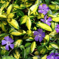 Periwinkle Plant Plug - Variegated Vinca Minor - Indoor/Outdoor Ground Cover Plant