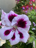 Rare Purple Geranium Cuttings, 2 Perennial Cuttings, Bright Purple, Geranium 'Rozanne'