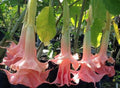 Pink Angel Trumpet Seeds - Brugmansia Datura - 10 Flower Seeds for Garden Planting