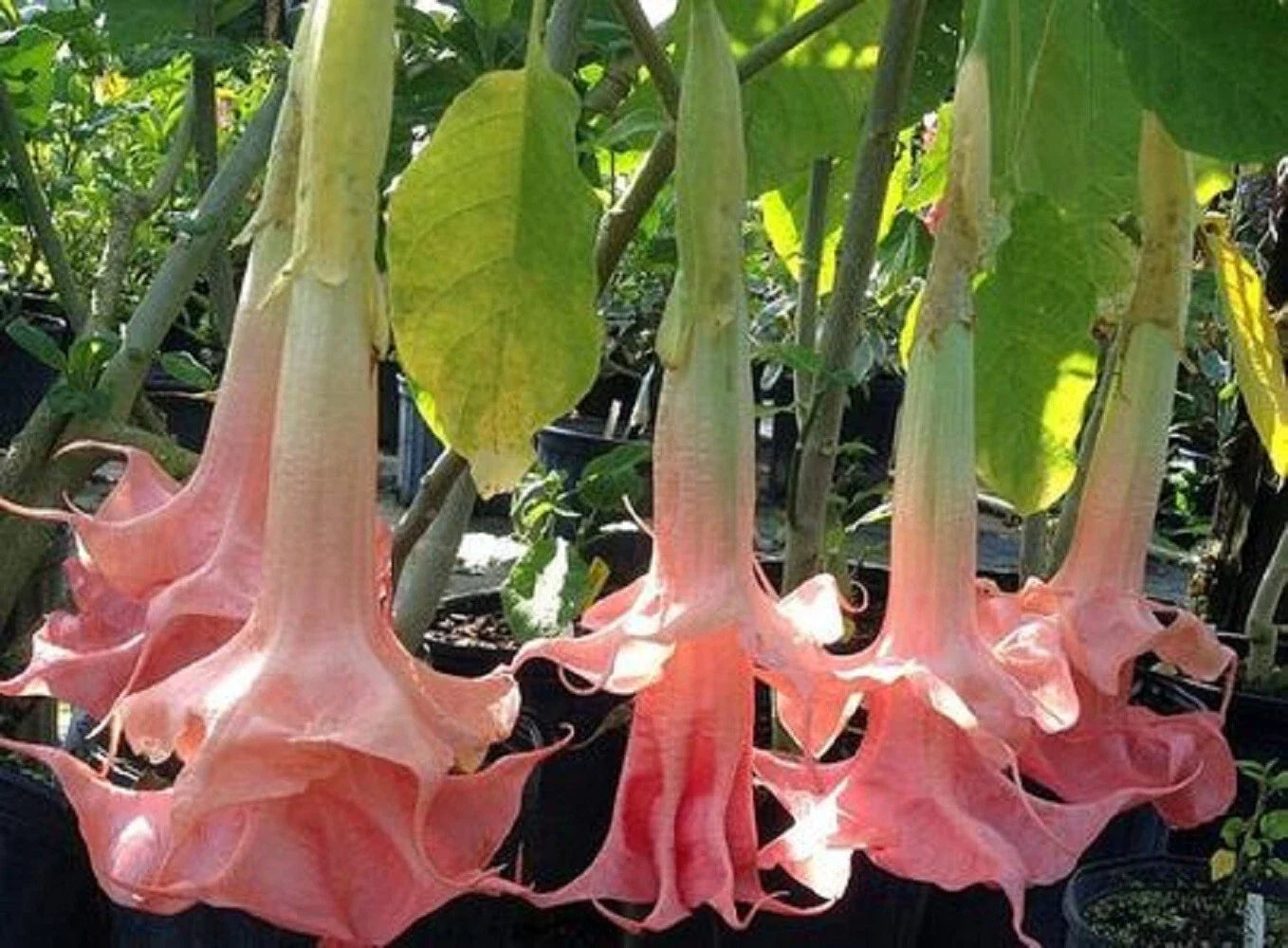 Pink Angel Trumpet Seeds - Brugmansia Datura - 10 Flower Seeds for Garden Planting