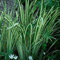 Rooted Live Variegated Sweet Flag Plant - Winter Hardy Aquatic Marginal Pond Plant (Acorus calamus)