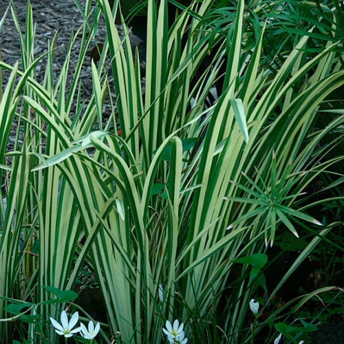 Rooted Live Variegated Sweet Flag Plant - Winter Hardy Aquatic Marginal Pond Plant (Acorus calamus)