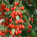 Goji Berry Tree Seeds - 10 Pack - Exotic Fruit - Lycium barbarum