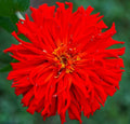 Red Giant Cactus Zinnia Seeds - 100 Seeds - Zinnia elegans - Vibrant Red Flowers, Easy to Grow