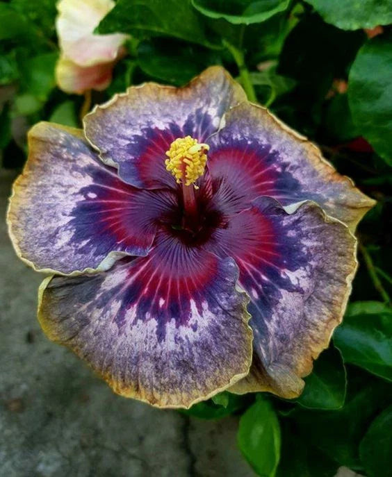 Hibiscus Seeds - 20 Perennial Flower Seeds - Purple Yellow Pink Variety - Hibiscus rosa-sinensis