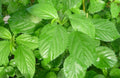 Molokhia Seeds 100 Count, Egyptian Spinach Saluyot, Green Jute, Corchorus olitorius