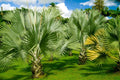 Mexican Fan Palm Tree Seeds - 15 Premium Washingtonia Robusta - Mexican Washingtonia