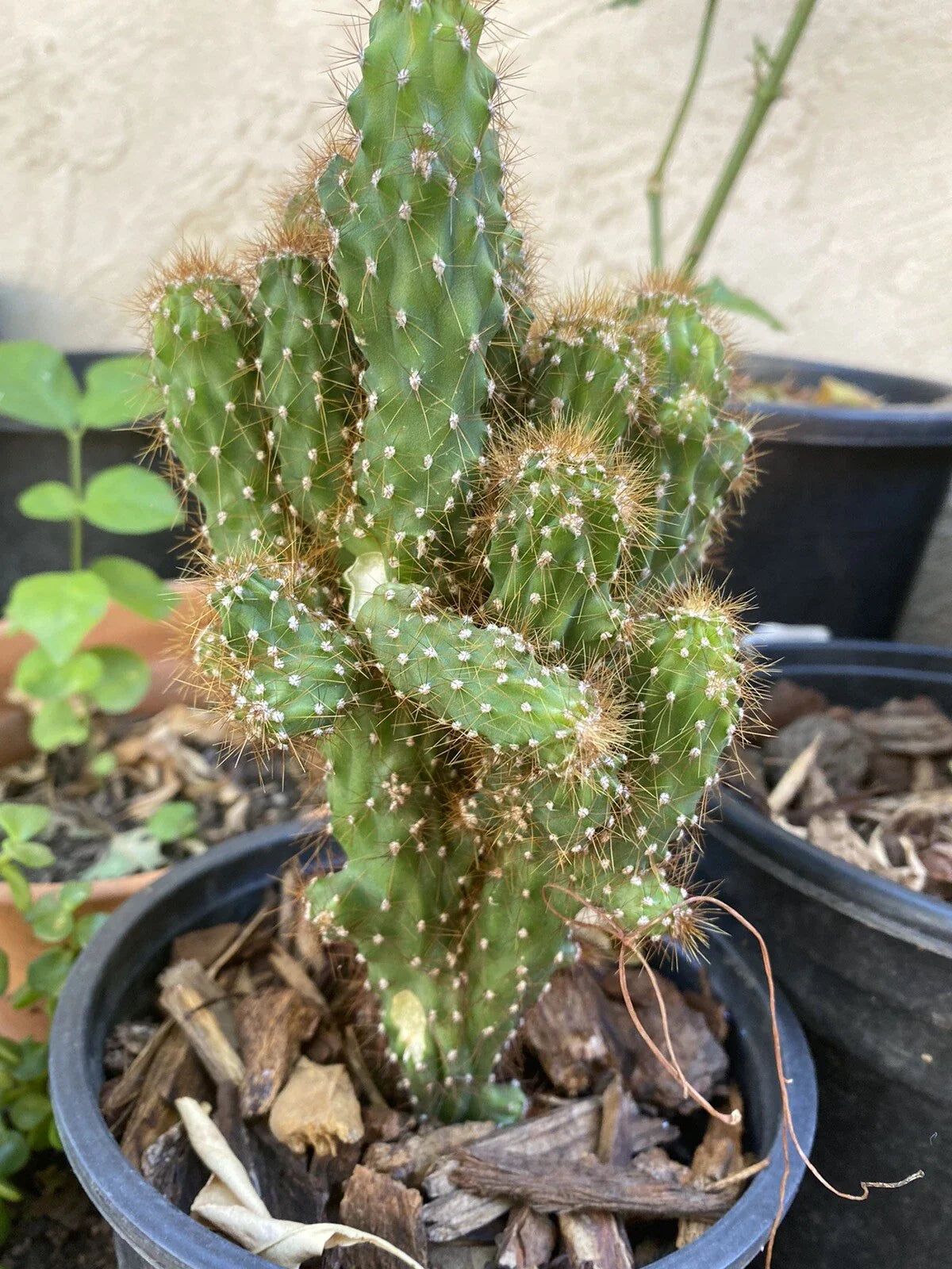 Hardy Cereus Monstrosus Cutting | Sculptural Cactus | Unique Form | Ideal for Indoor/Outdoor Gardens