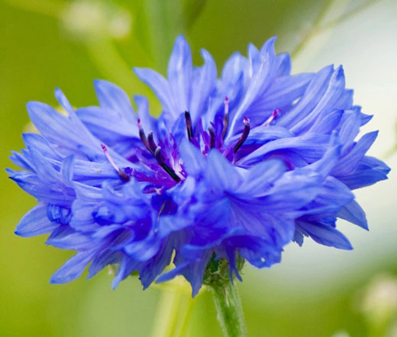 Cornflower Seeds 300+ Count Blue Bachelor Button Dwarf Cutflowers Centaurea cyanus