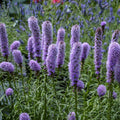 Gayfeather Seeds - 100+ Spiked Liatris Spicata - Butterfly & Bee Friendly, Free Shipping