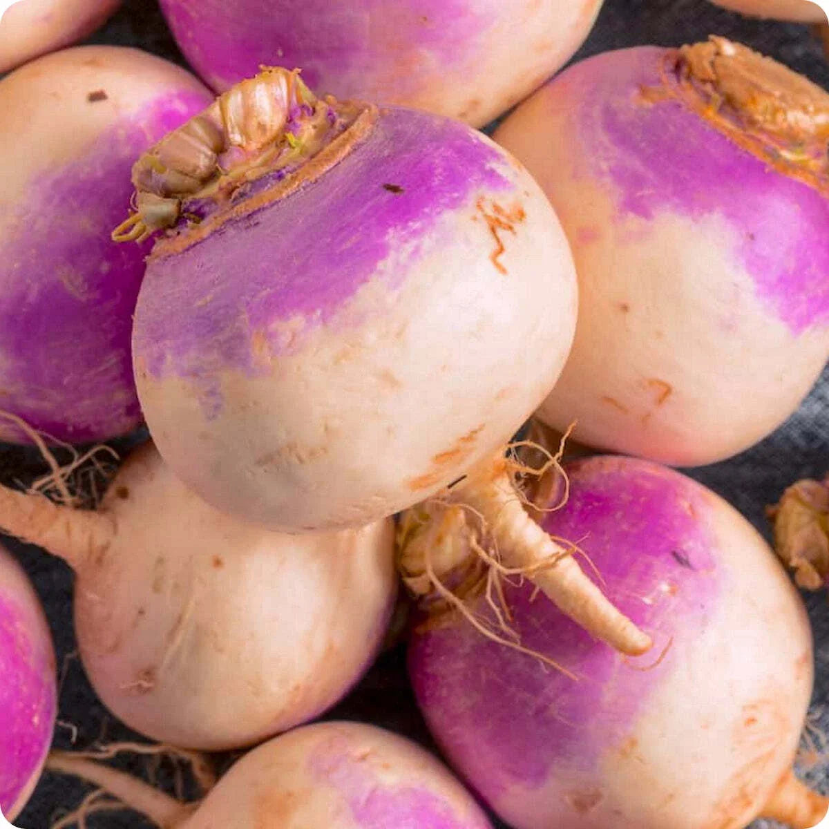 Rutabaga Seeds 300+ Non-GMO Vegetable Brassica Napus - Laurentian Variety - USA Grown, Free Shipping
