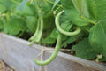 Contender Bush Green Bean Seeds, NON-GMO, Early Harvest, Stringless, Phaseolus vulgaris, Free Shipping