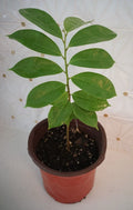Soursop Tree in Pot - 5" Guanábana Tropical Fruit Plant - Annona muricata
