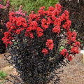 Sunset Magic Cape Myrtle Seeds - 20 Perennial Flower Seeds - Lagerstroemia indica - Vibrant Color for Gardens