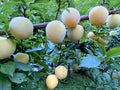 Japanese Yellow Plum Cuttings - 4 Large Edible Fruit Cuttings - Prunus salicina