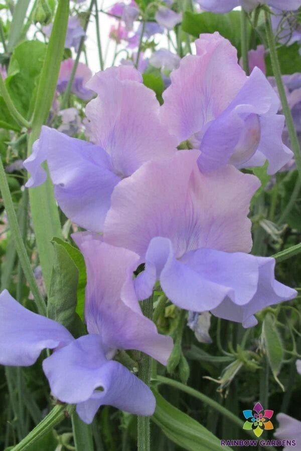 Glynne Collins Sweet Pea Seeds - 50+ Seeds for Garden Planting - Lathyrus odoratus - USA