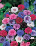 Dwarf Mix Bachelor's Button Seeds - 50 Annual Flower Seeds - Centaurea cyanus - USA Seller