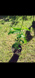 Peach Live Plant - Prunus Persica - Healthy Peach Tree for Home Garden, Fruit Production, Landscape