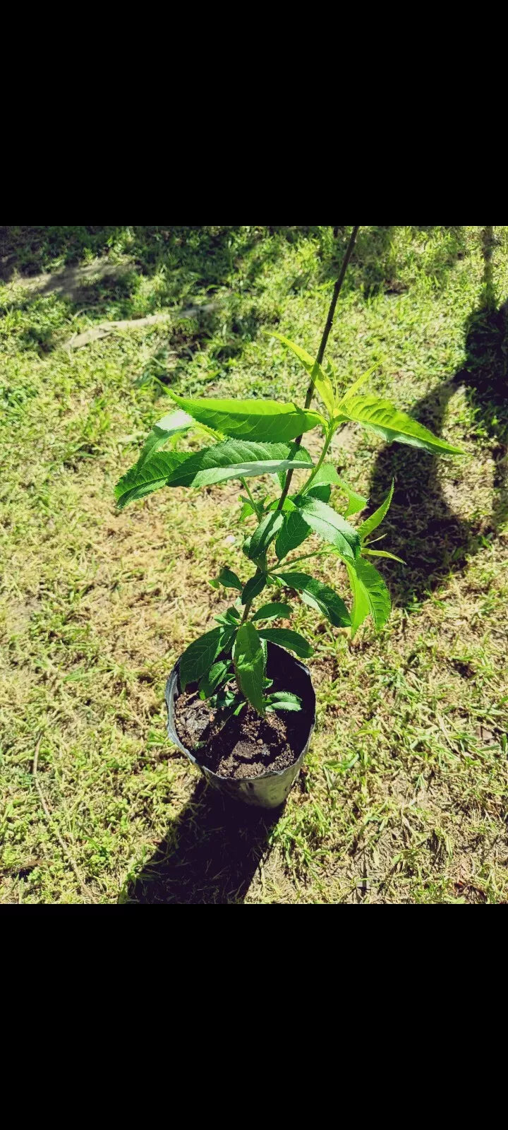 Peach Live Plant - Prunus Persica - Healthy Peach Tree for Home Garden, Fruit Production, Landscape