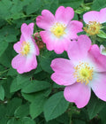 Eglantine Rose Cuttings 4 Pack, Pink Flowers, Edible Hips, Fragrant Leaves, Rosa Eglanteria