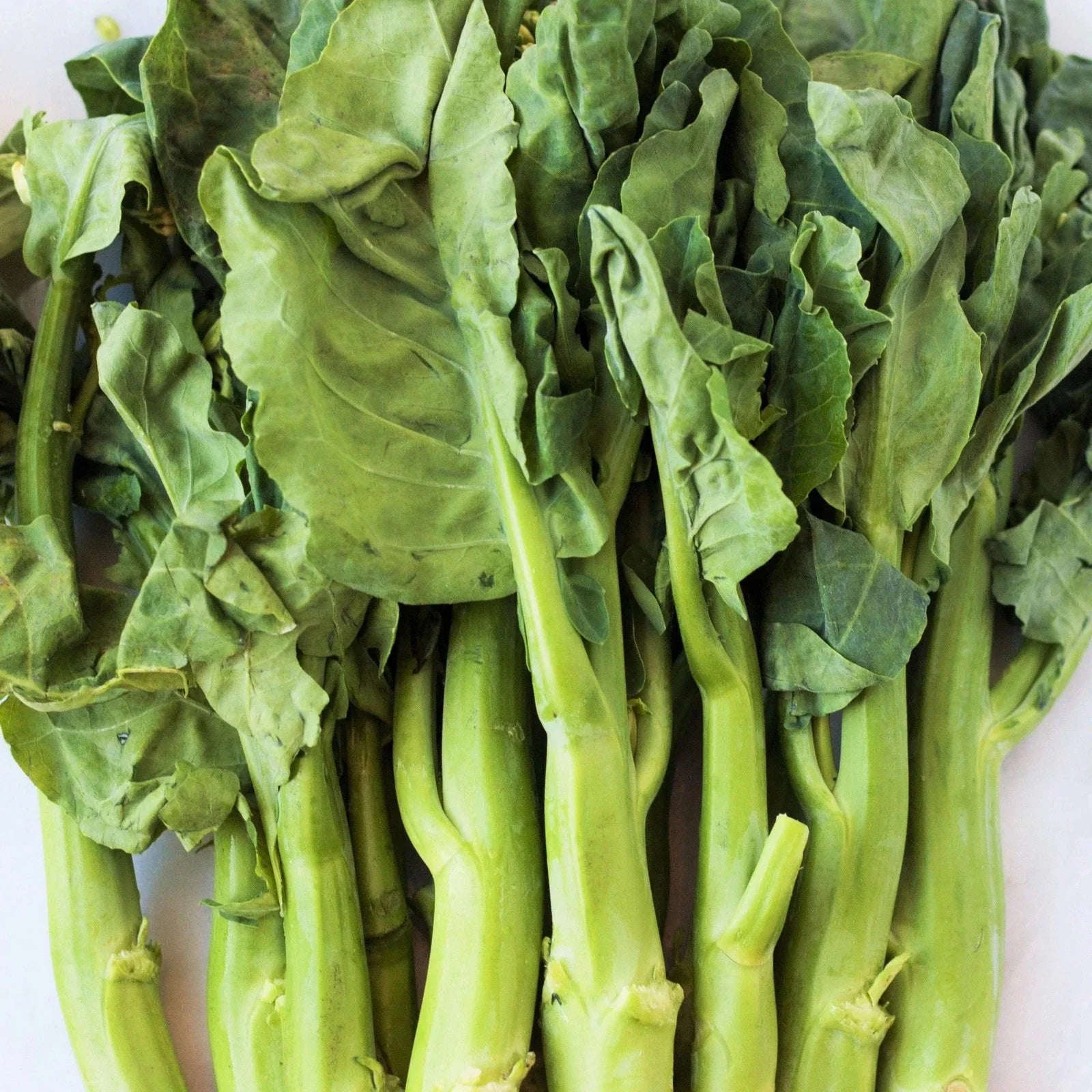 Chinese Broccoli Seeds 500+ Count Jie Lan Gai Lan Rapini Brassica oleracea for 2025 Planting