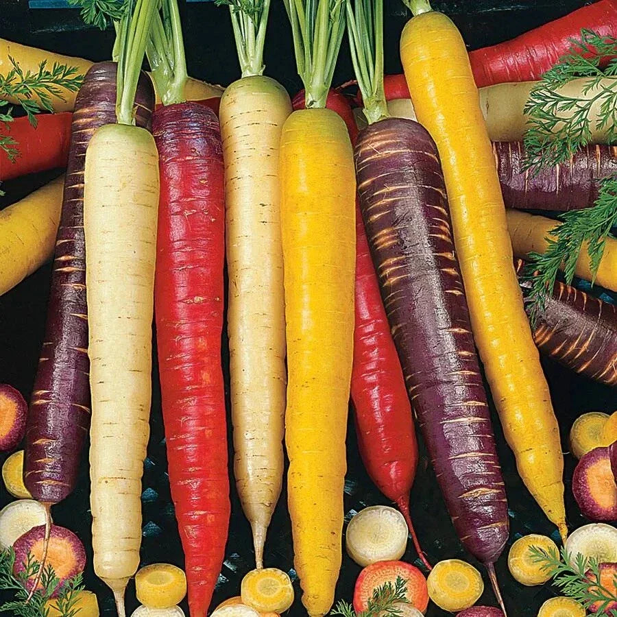 Rainbow Carrot Seeds Mix - 100++ Heirloom, Non-GMO, USA Grown, Colorful Blend for Home Garden