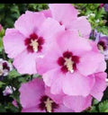 Rose of Sharon Seeds - 30+ Perennial Hibiscus Syriacus Althea Shrub Seeds - Flowering Plants for Garden