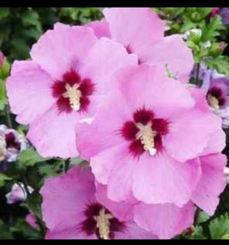 Rose of Sharon Seeds - 30+ Perennial Hibiscus Syriacus Althea Shrub Seeds - Flowering Plants for Garden