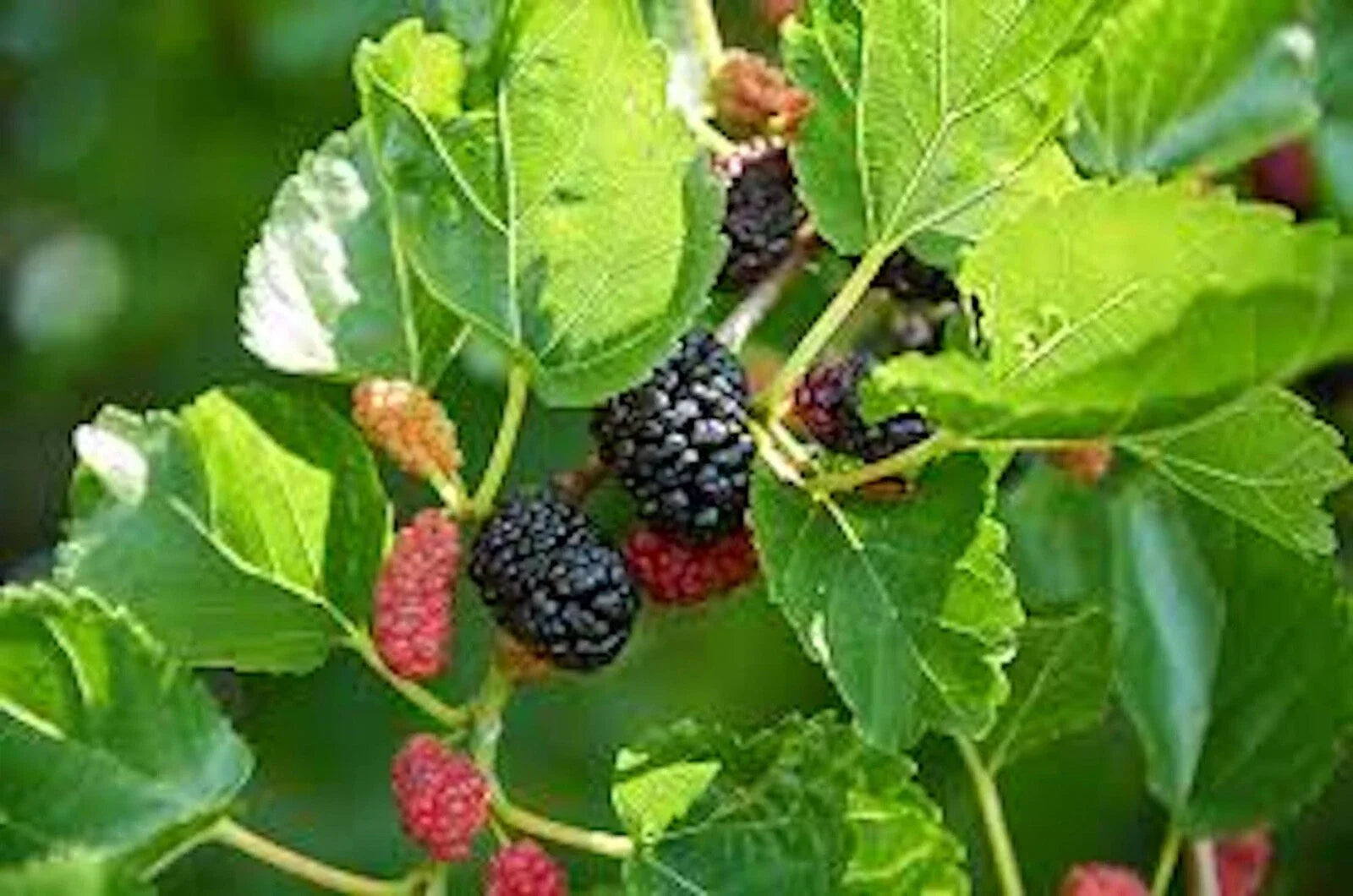 Red Mulberry Tree 12-24in Tall Bare Root Morus rubra Live Edible Fruit