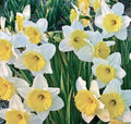 Narcissus Ice Follies Bulbs 14/16cm White Yellow Trumpet Daffodil Large Cupped Perennial Flowering Plant