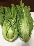 Chinese Mustard Seeds - 200+ Seeds - Shuidong Gai Choi - Brassica juncea