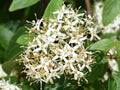 Silky Dogwood Plants Set - 6" Tall - 4" Pot - Cornus Amomum - 4 Season Shrub