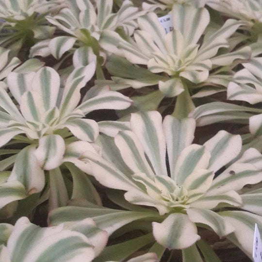 Aeonium Cutting - Variegated Rosette - Aeonium Luteovariegatum Sunburst - Succulent Plant