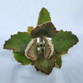 Kalanchoe Cutting - 'Fang' Variety - Kalanchoe beharensis - No Roots - Succulent Plant for Propagation