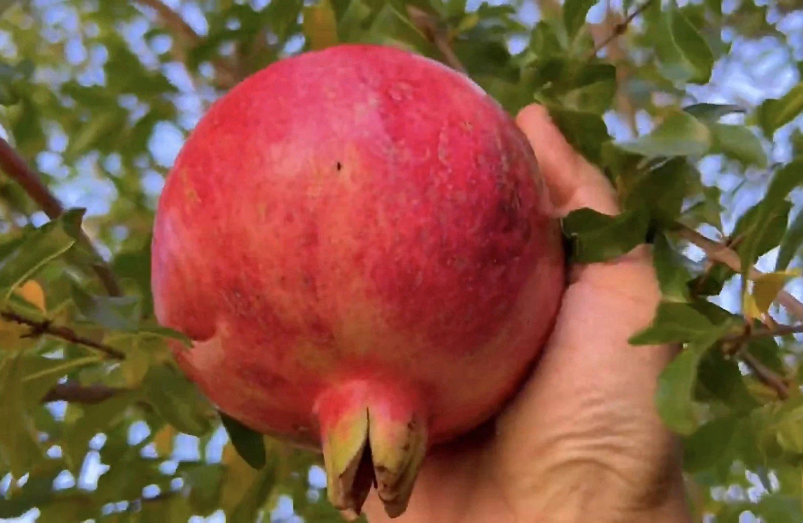 Organic Salavatski Pomegranate Unrooted Cuttings - 6 Fresh Cuttings, 6” Long, Edible Fruit, Gardening