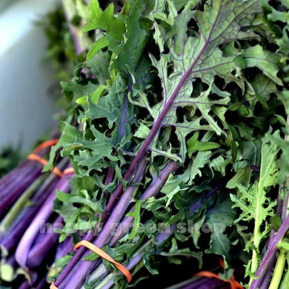 Red Russian Kale Seeds - Organic Non-GMO - 500 Count - Perfect for Microgreens or Planting - Brassica oleracea