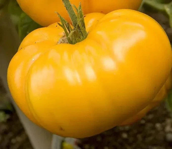 Yellow Brandywine Tomato Seeds - 120+ Organic Heirloom NON-GMO - Fresh Gardening Seeds - Solanum lycopersicum