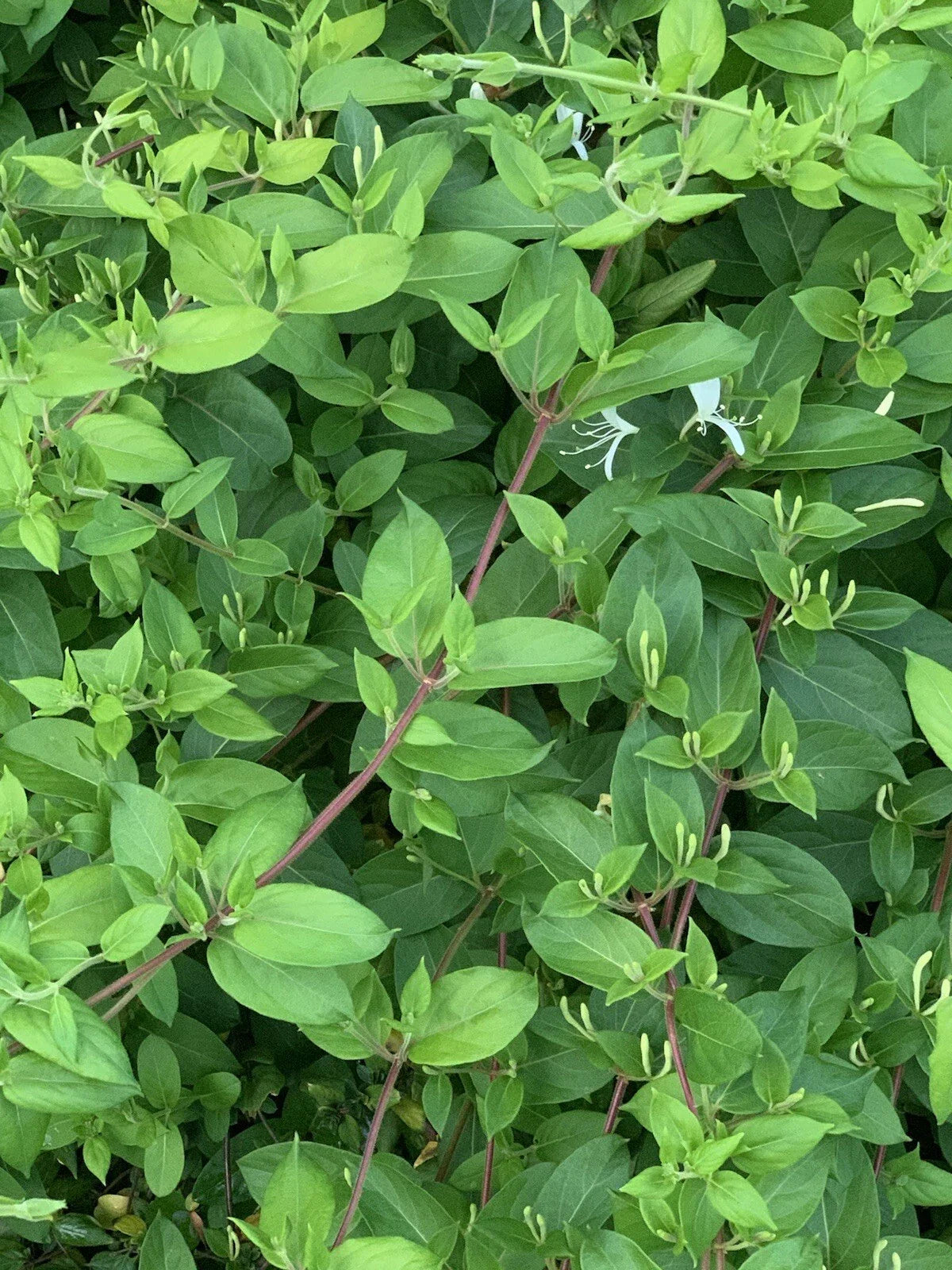 Unrooted Hal's Honeysuckle Cuttings - 6 Fresh Lonicera Vines - 4-6” Long