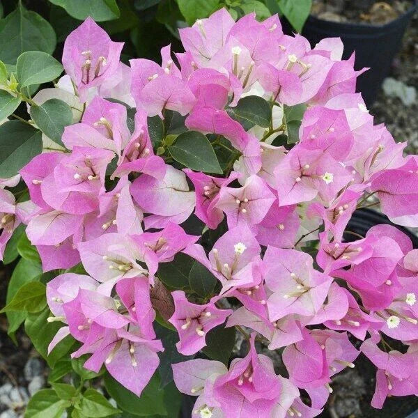 Bougainvillea Starter Plant - Imperial Thai Delight - Small Well Rooted - Rare Tropical Flowering Plant