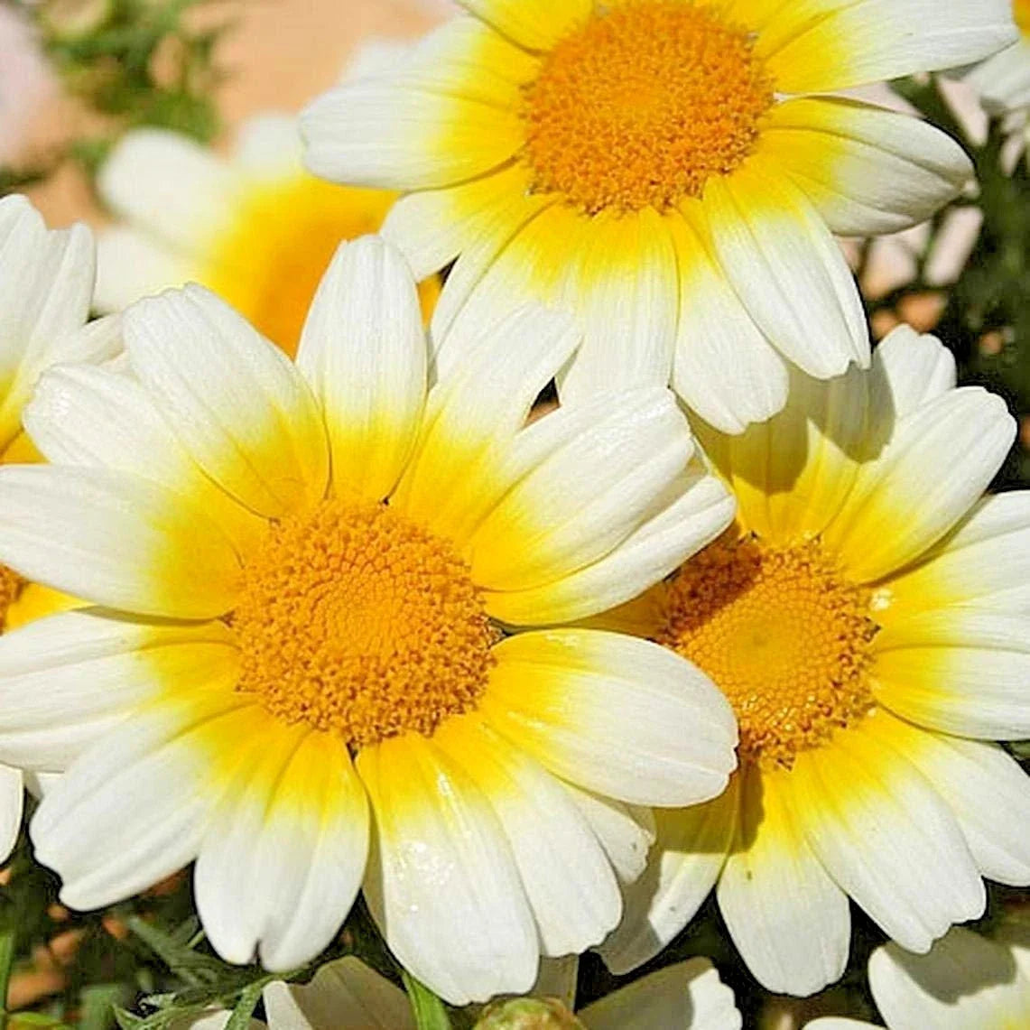 Garland Daisy Flower Seeds - 301+ Seeds - Medicinal & Culinary Use - Prairie Wildflower (Bellis perennis)