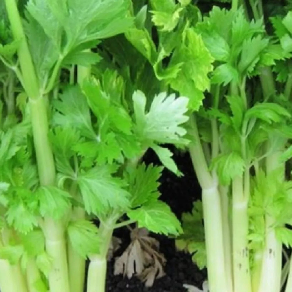 Golden Celery Seeds | NON-GMO Heirloom | Fresh Garden Seeds | Apium graveolens