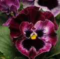 Pansy Seeds 50 Count Frizzle Sizzle Raspberry Flower Seeds (Viola tricolor var. hortensis)