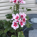 Geranium Mojo White Splash Live Plant in Gallon Pot - Rare Geranium maculatum