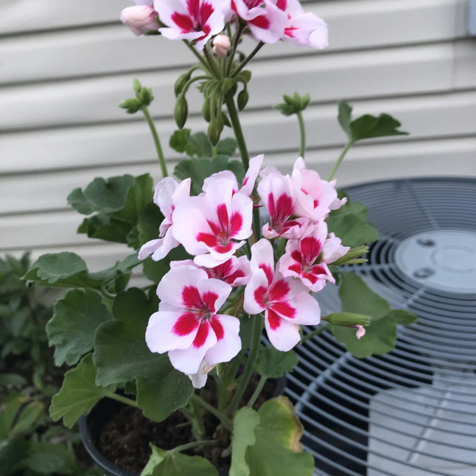 Geranium Mojo White Splash Live Plant in Gallon Pot - Rare Geranium maculatum