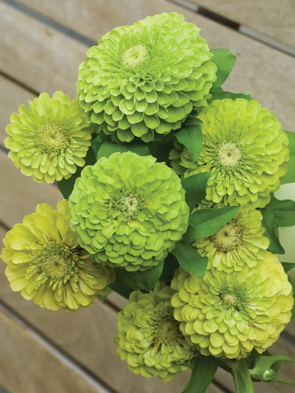 Tequila Lime Zinnia Seeds - 100+ Count for Garden Planting - Zinnia elegans - USA Grown, Free Shipping