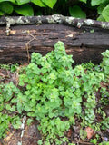 Live Purple Dead Nettle Plants 5-Pack Bare Root Lamium purpureum Archangel