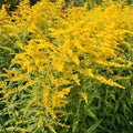 50 Organic Stiff Goldenrod Seeds - Solidago Perennial - USA Grown - Free Shipping