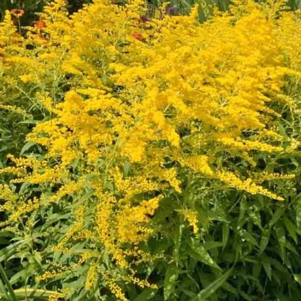 50 Organic Stiff Goldenrod Seeds - Solidago Perennial - USA Grown - Free Shipping