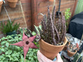 Blooming Cactus Plant - Stapelia schinzii var. angolensis - Live Rooted Succulent for Home Decor