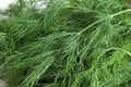 Dill Seed - 50+ Heirloom Non-GMO Seeds - Bouquet Variety - Fresh or Dried Herb